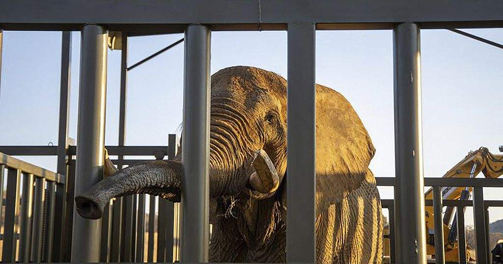 Last Captive Elephant in South Africa Starts New Life in