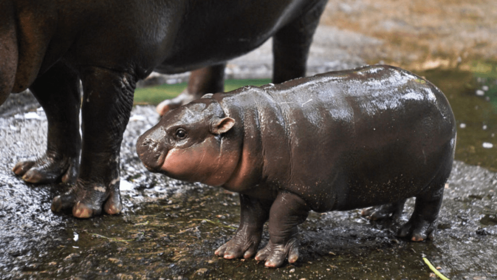 Meet Moo Deng 247 Livestream of the Internets Favorite Baby