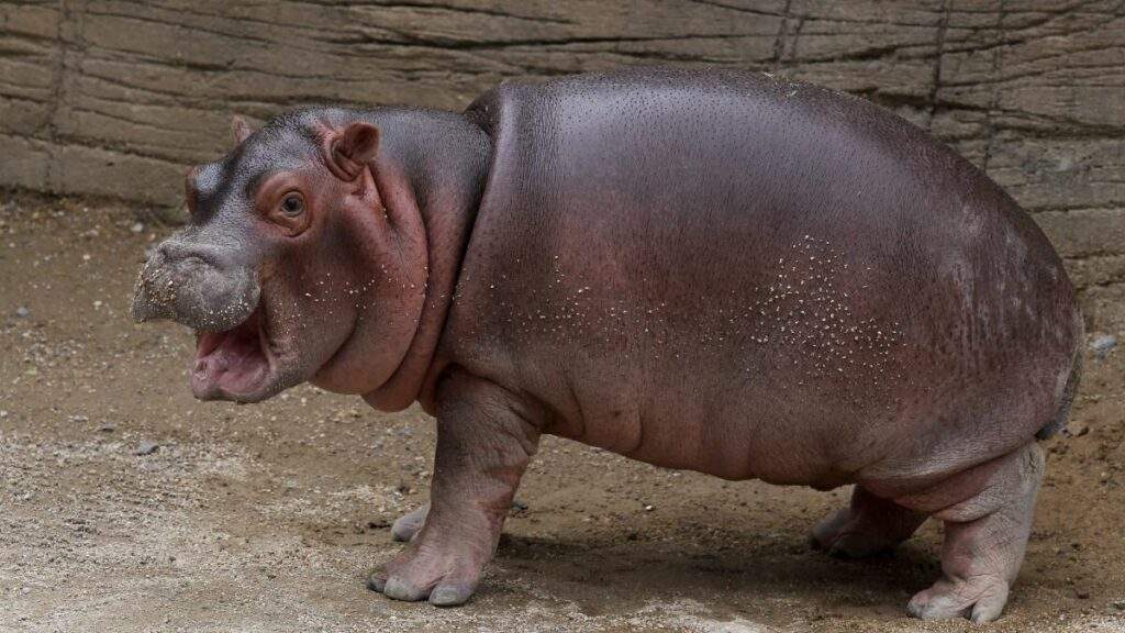 Meet Moo Deng, the Adorable 2 Month Old Hippo Stealing the Internet