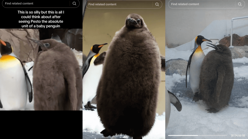 Meet Pesto, the Giant King Penguin Baby Taking the Internet