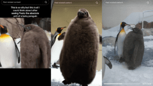 Meet Pesto, the Giant King Penguin Baby Taking the Internet