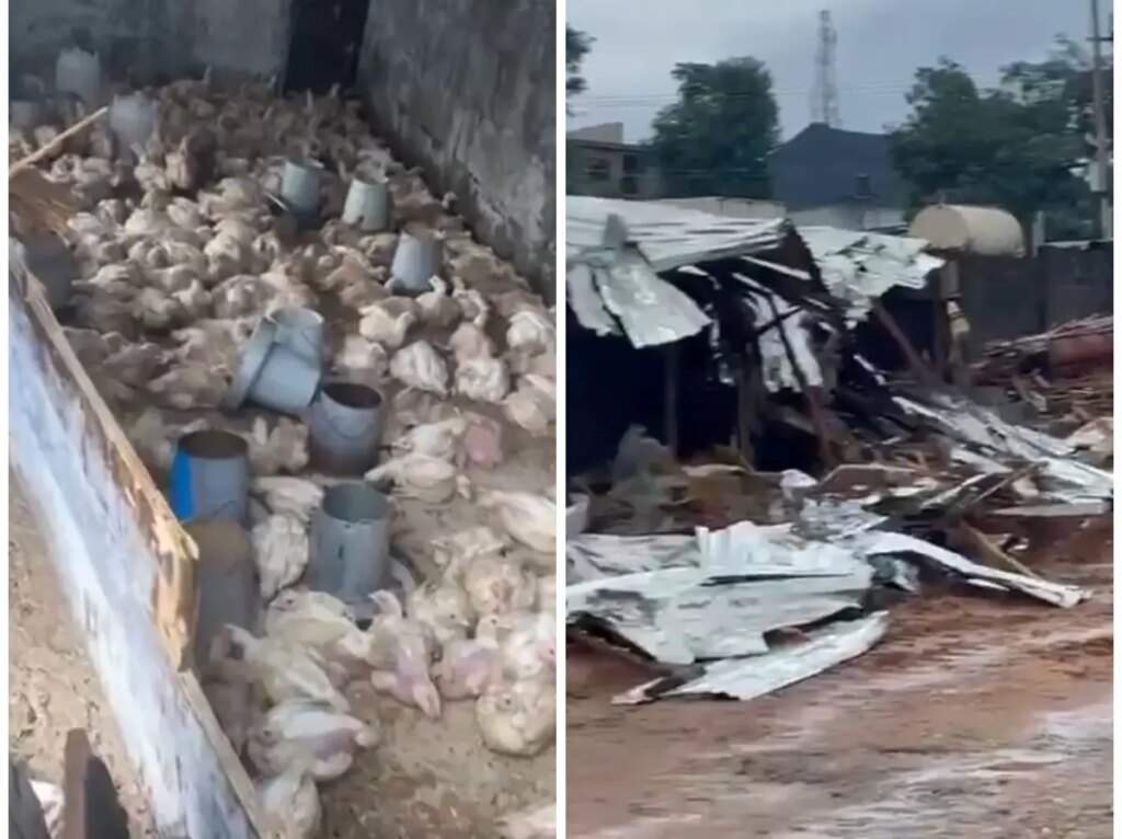 N150m Poultry Farm Demolished in Abuja without Notice