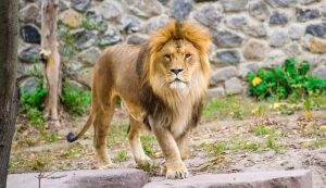 Ogun Police Male Lion Kills Handler At Olusegun Obasanjo Zoo 300x173