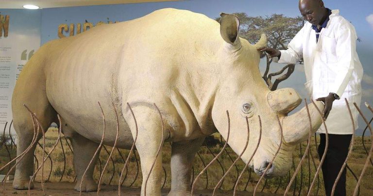 Rhino Crisis Fewer Than 28000 Left Poaching Threats Remain