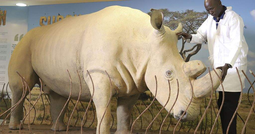 Rhino Crisis Fewer Than 28000 Left Poaching Threats Remain Rhino Crisis Fewer Than 28000 Left Poaching Threats Remain