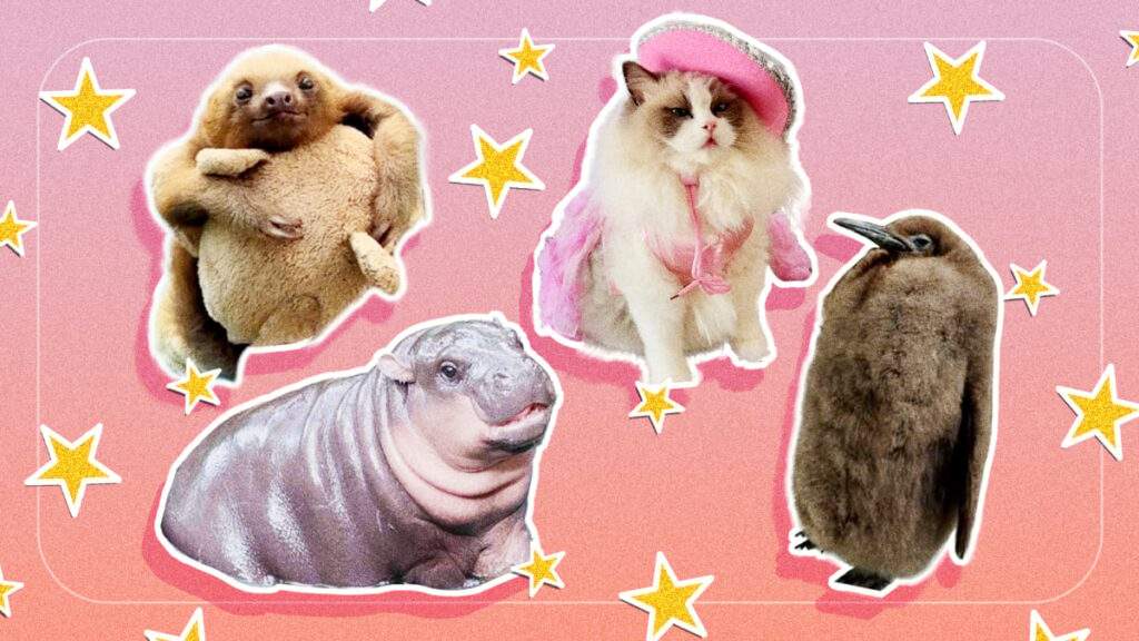 Cuteness Overload The Internets Favorite Furry Viral Sensations