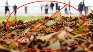 Fall: The Overhyped Season of Overcast Days and Mediocre Weather