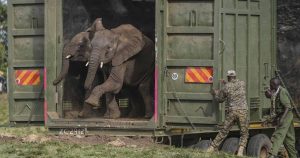 Kenya Relocates 50 Elephants To Ease Crowding Reduce Conflicts 300x158