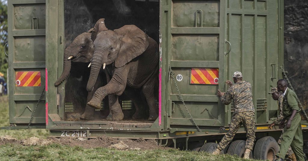 Kenya Relocates 50 Elephants to Ease Crowding, Reduce Conflicts