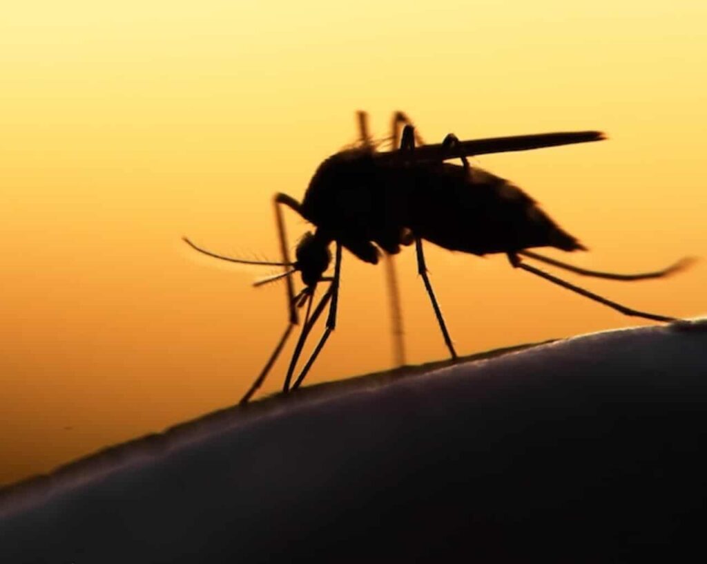 'Malaria Kills 9 Nigerians Every Hour'