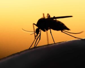 'Malaria Kills 9 Nigerians Every Hour'