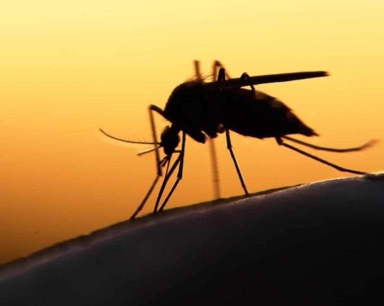 'Malaria Kills 9 Nigerians Every Hour'