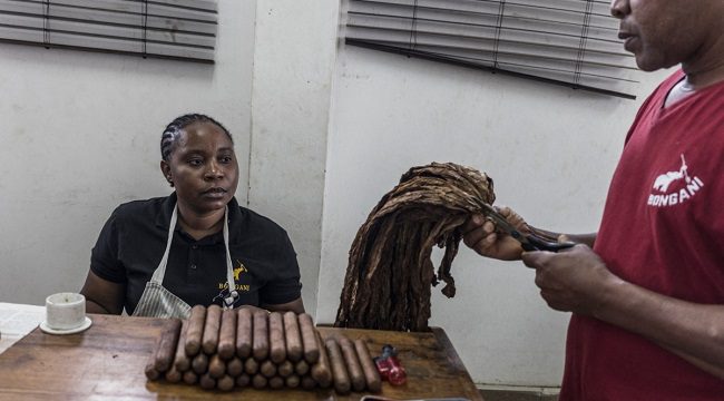 Mozambican Cigars Make Their Mark