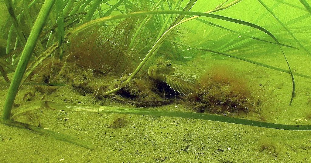 Restoring Kenya's Seagrass Meadows