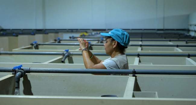 Senegals Aquaculture Ambitions A Lifeline for Fish Dependent Communities