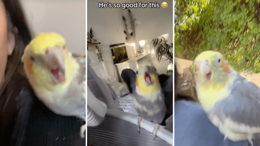 Tiny parrots rock TikTok to Lola Brooke's 'Don't Play With