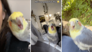 Tiny Parrots Rock TikTok To Lola Brookes Dont Play With 300x169