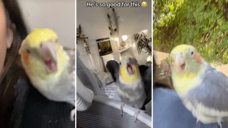Tiny parrots rock TikTok to Lola Brooke's 'Don't Play With