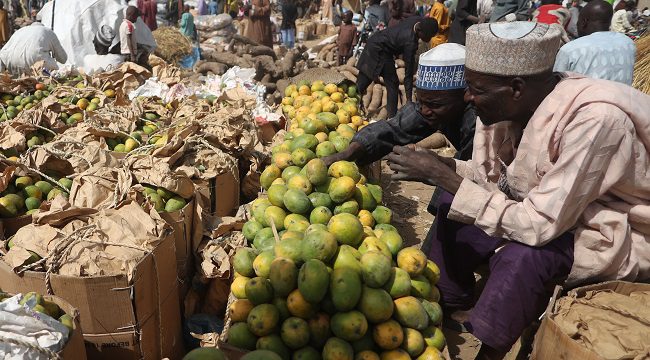 Traders sell mangoes at the market in Jibia