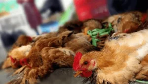 Avian Influenza Agriculture Ministry To Monitor Zoonotic Risks Amid Outbreak 300x171