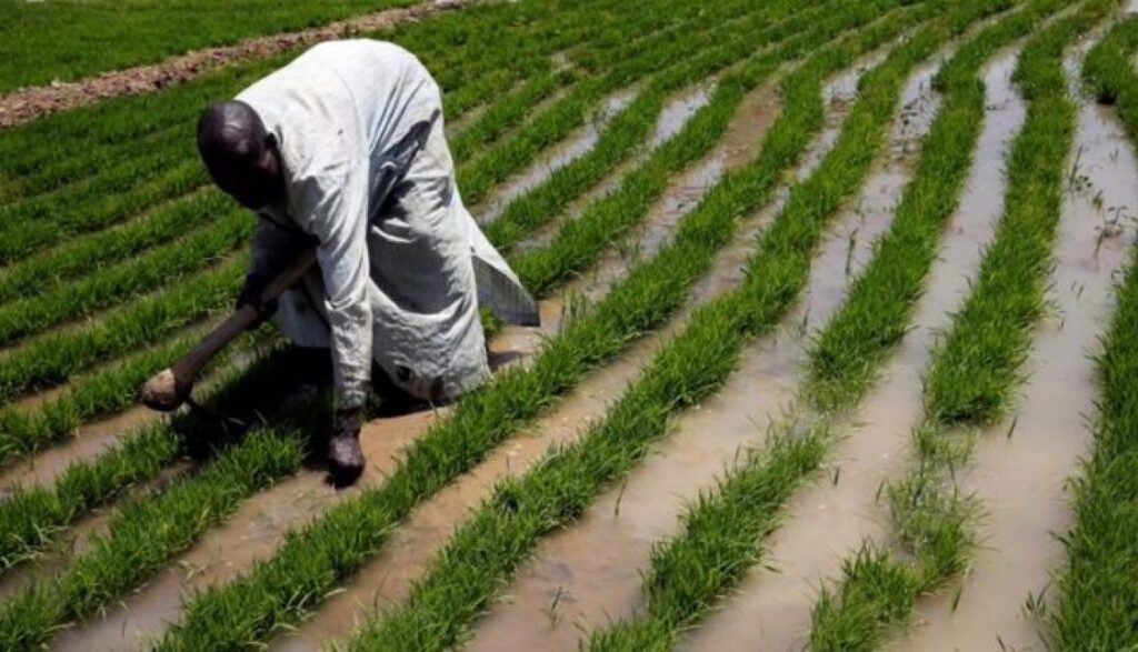 Jigawa govt urges farmers to prepare for 2025 wet season farming