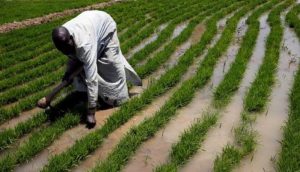 Jigawa Govt Urges Farmers To Prepare For 2025 Wet Season 300x172