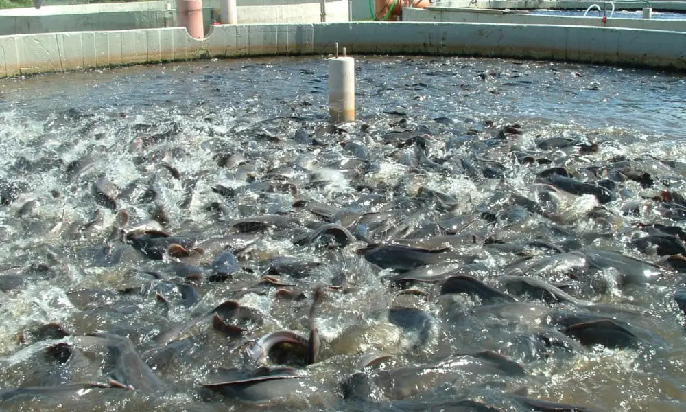 Governor Sule pledges action as fish scarcity grips Nasarawa State