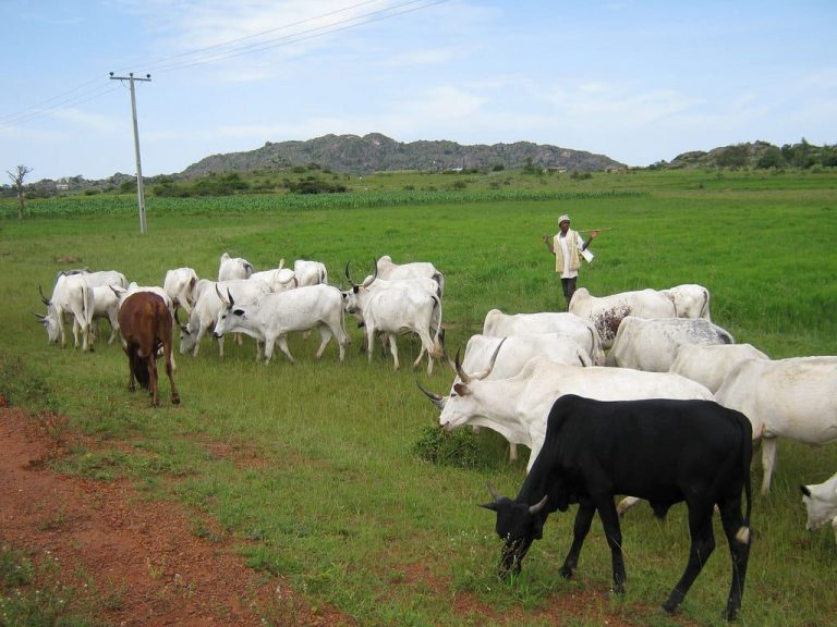 ‘Enough of this madness’ - South-East youths give Fulani herdsmen 48 hours to vacate Enugu