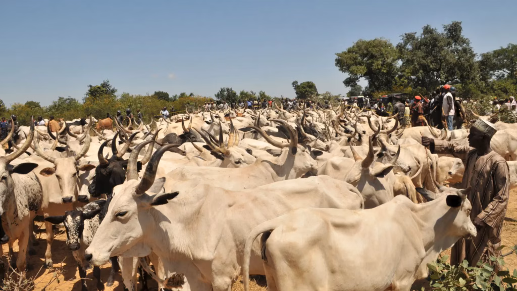 Insecurity: Group kicks against reopening of cattle market in Odolu Kabba