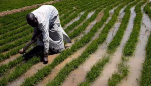 Jigawa govt issues stern warning against diversion of agricultural inputs for 2025 rice farming