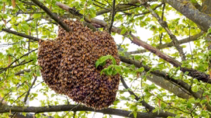 Swarm of bees kill farmer, injures two others in Osun
