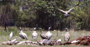 Over 100 vultures dead after eating poisoned elephant in South Africa
