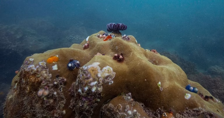 84% of world's coral reefs affected by worst coral bleaching event in history