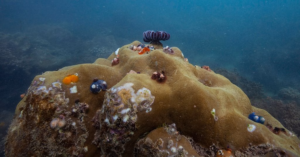 84% of world's coral reefs affected by worst coral bleaching event in history