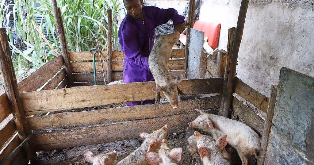 They once lived the 'gangster life.' Now they tackle food insecurity in Kenya's slums