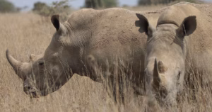 Kenya's rhinos get their ears notched for tracking and protection