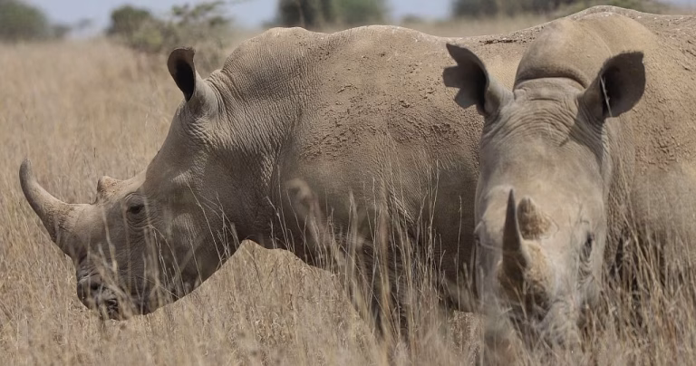 Kenya's rhinos get their ears notched for tracking and protection