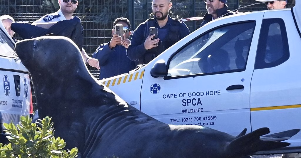 South African town wakes up to elephant seal hobbling down its streets