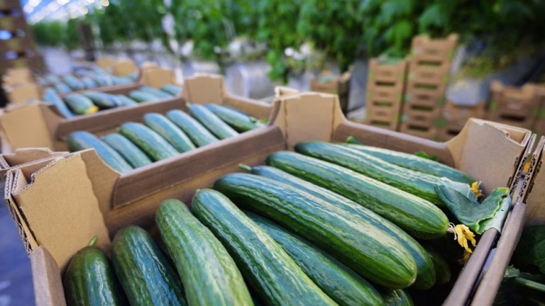 Polish farmers call for Russian cucumber ban — RT Business News