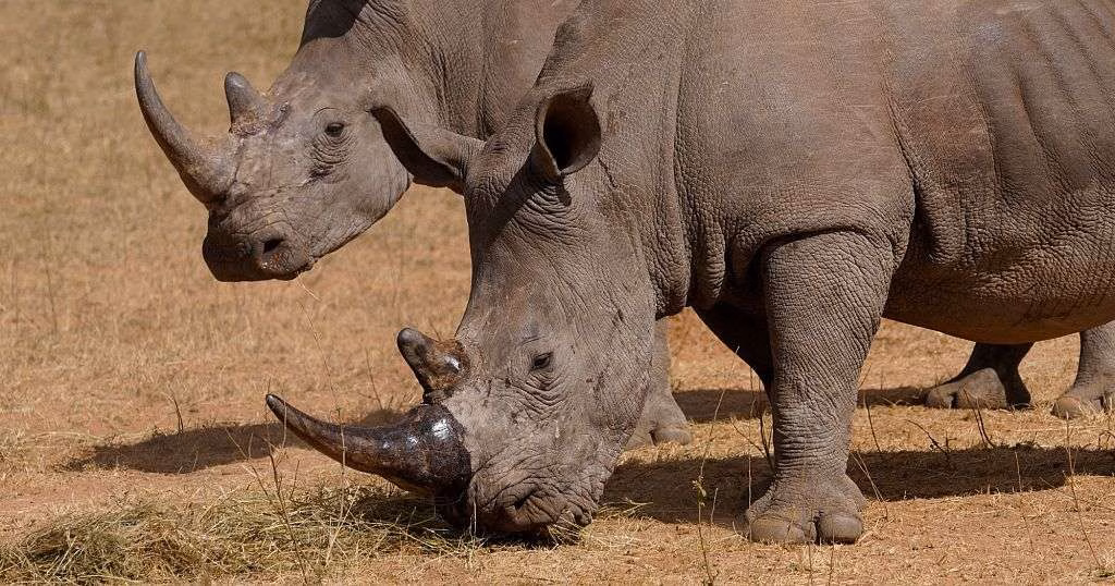 Poachers kill more than 100 rhinos in South Africa