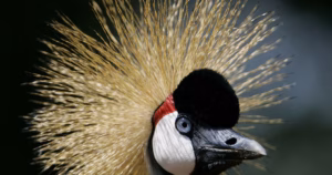 The Pride of Africa: Efforts underway to protect Africa's endangered grey crowned crane