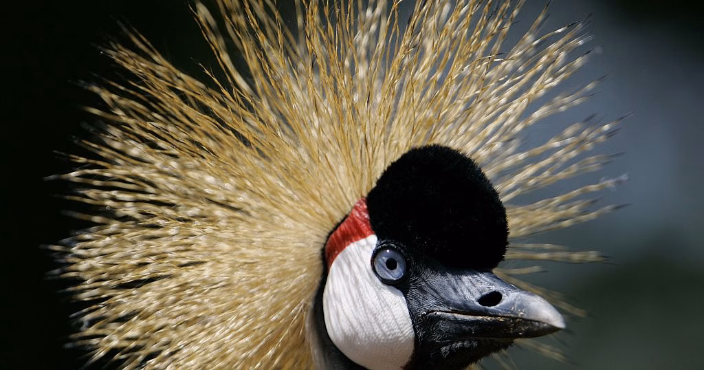 The Pride of Africa: Efforts underway to protect Africa's endangered grey crowned crane