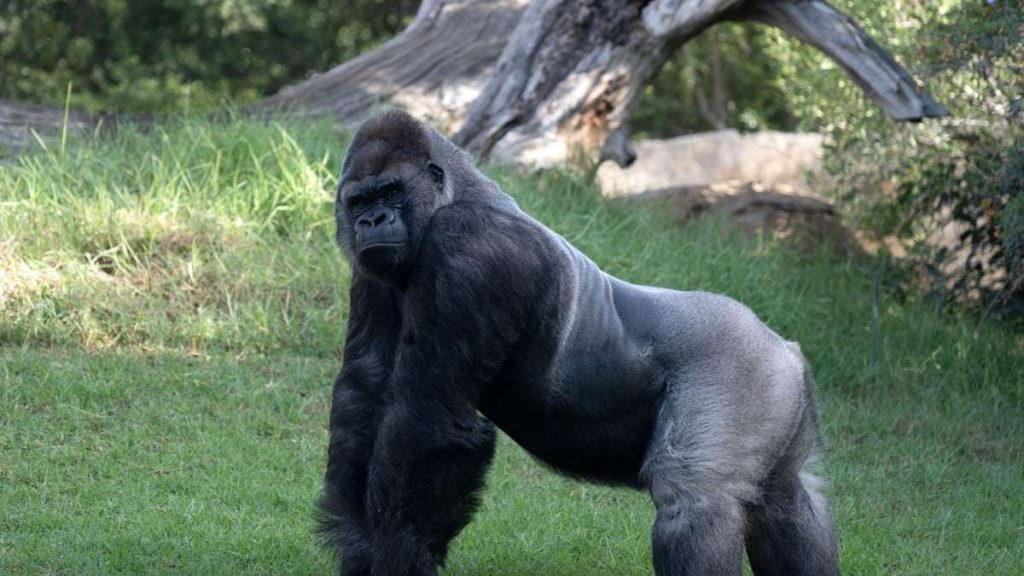 Could 100 People Beat a Gorilla Debate