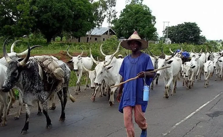 Kebbi: Cattle rustlers attack Augie community, cart away cows, sheep