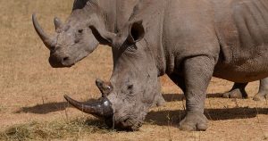 How cutting off rhino horns might help curb poaching