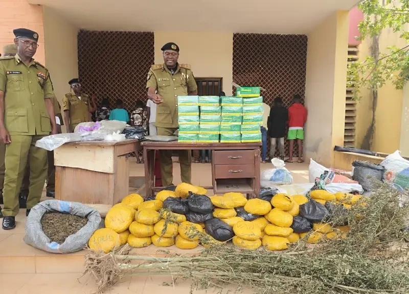 NDLEA seizes N777m worth of illicit drugs in Edo — Daily Nigerian
