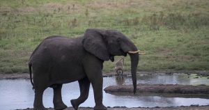 Scientists find way to identify elephant ivory disguised as legal mammoth ivory