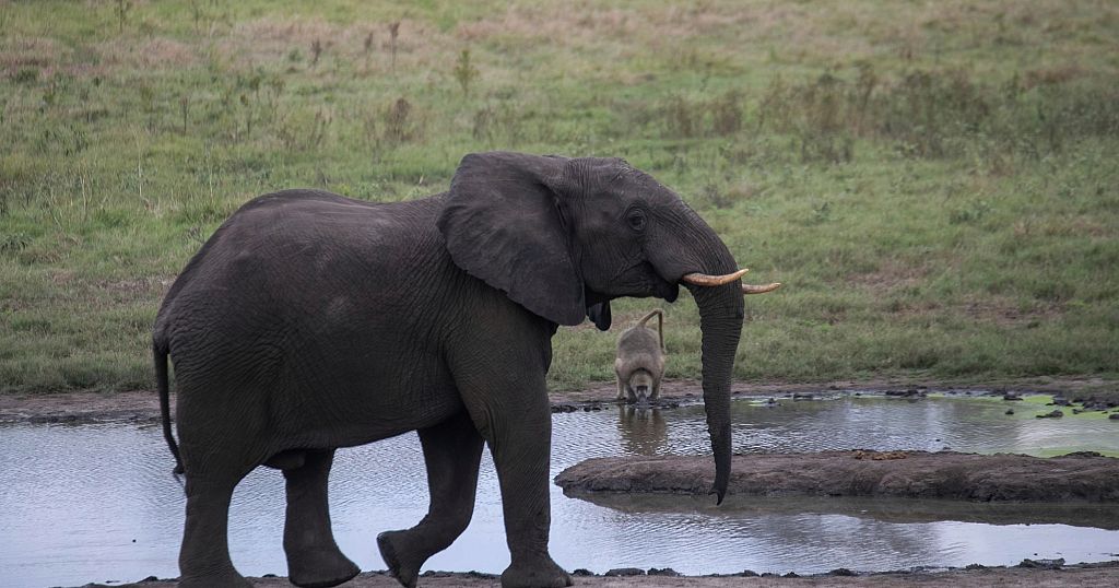 Scientists find way to identify elephant ivory disguised as legal mammoth ivory