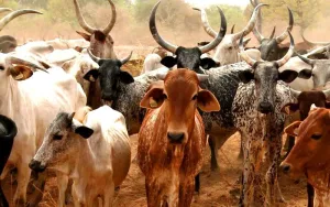 Nigeria-Brazil deepens strategic partnership on livestock production, treatment