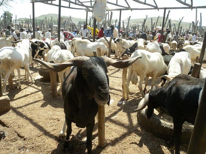 Oyo workers get ram, rice at subsidised prices — Daily Nigerian